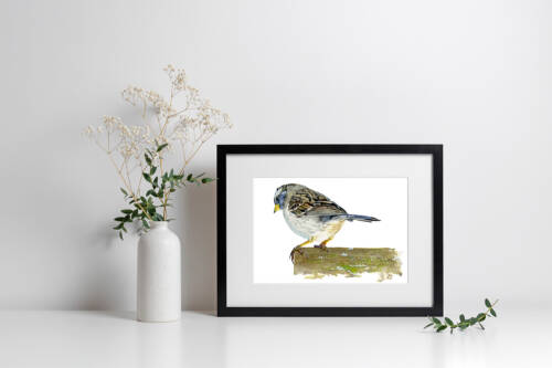 bird on edge letter size